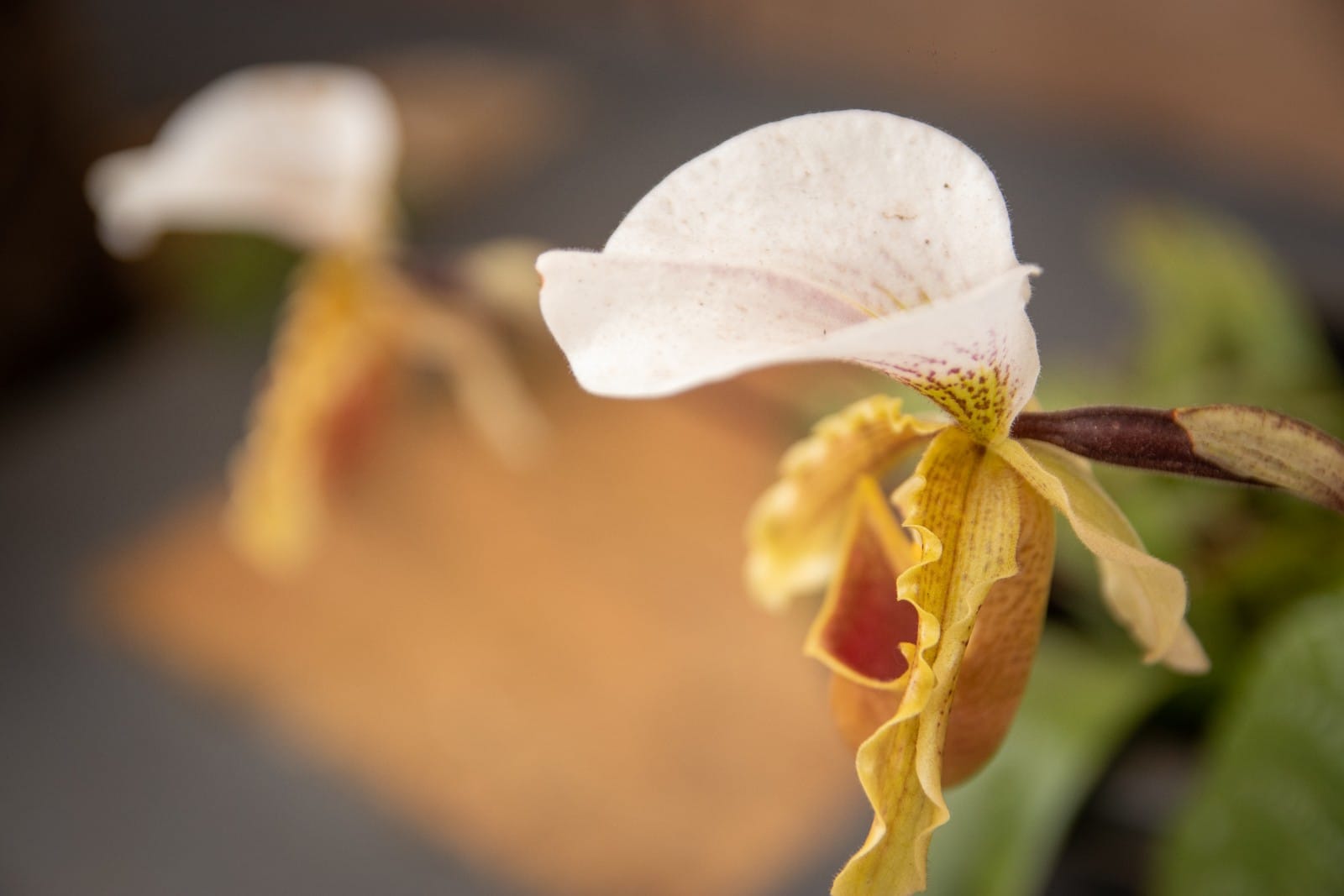 WhatsApp Image 2021-09-01 at 08.20.02 (2).jpeg